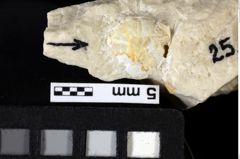 Foto (Detailansicht) von Goniodromites sp. (NHMW-GEO-1990-0041-0025b)